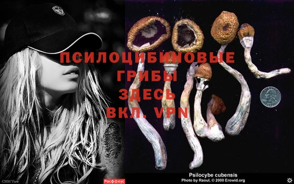 стаф Осташков